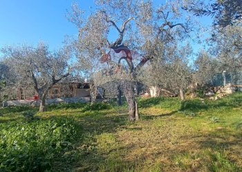 Giardino - Casa indipendente Contrada Varcaro
 
snc, Monte Sant'Angelo - foto 18