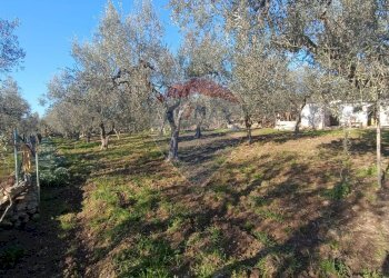 Giardino - Casa indipendente Contrada Varcaro
 
snc, Monte Sant'Angelo - foto 19
