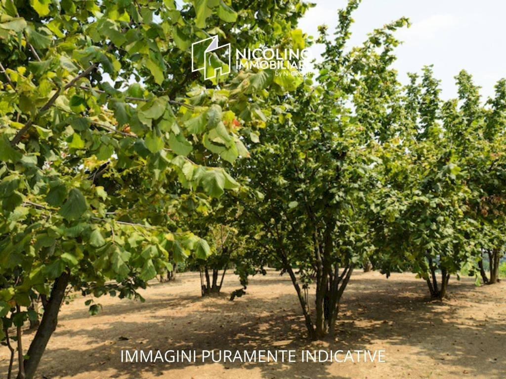 Terreno - Agricultural land Borgata Biarella, Dogliani - photo 1