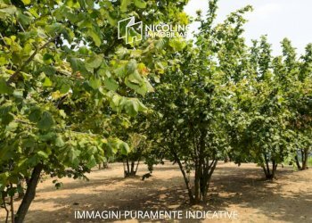 Terreno - Agricultural land Borgata Biarella, Dogliani - photo 1