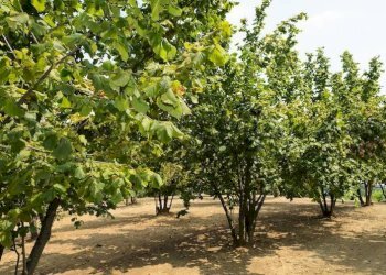Terreno - Agricultural land Borgata Biarella, Dogliani - photo 3