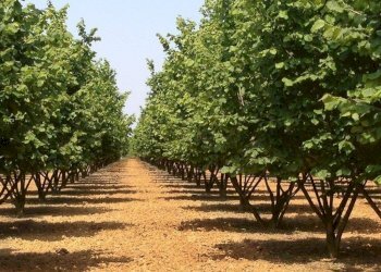 Terreno - Agricultural land Borgata Biarella, Dogliani - photo 4