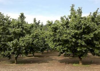 Terreno - Agricultural land Borgata Biarella, Dogliani - photo 5