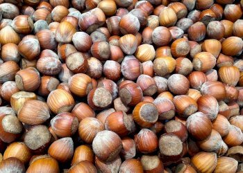 Terreno - Agricultural land Borgata Biarella, Dogliani - photo 6