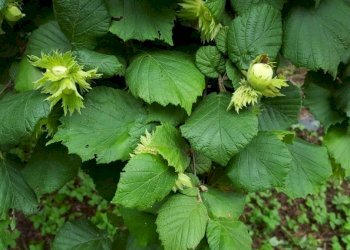 Terreno - Agricultural land Borgata Biarella, Dogliani - photo 7
