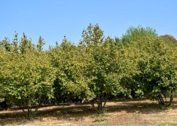 Terreno - Agricultural land Borgata Biarella, Dogliani - photo 8