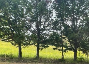 Terreno edificabile VIA ZENA 90, Pianoro - foto 1