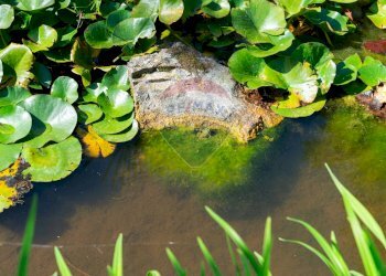 Vista dell\'acqua - Quadrilocale Via Aretina
 
338, Montevarchi - foto 37