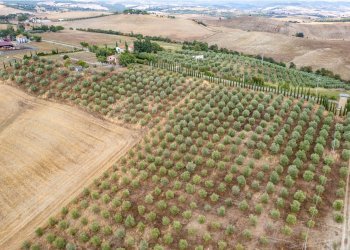 Foto 11 - Azienda agricola Strada delle Torricelle
 
snc, Scansano - foto 11