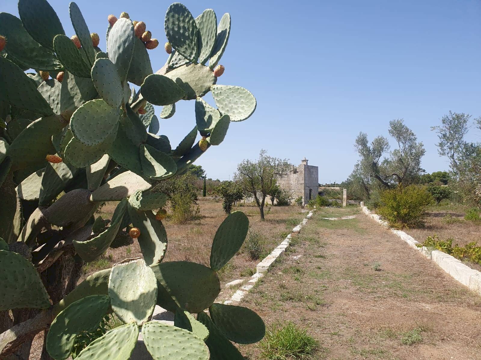 Foto 3 - Terreno agricolo Zollino - foto 3