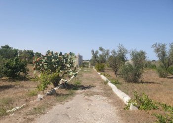 Foto 2 - Terreno agricolo Zollino - foto 2