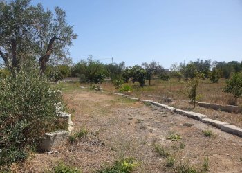 Foto 43 - Terreno agricolo Zollino - foto 43