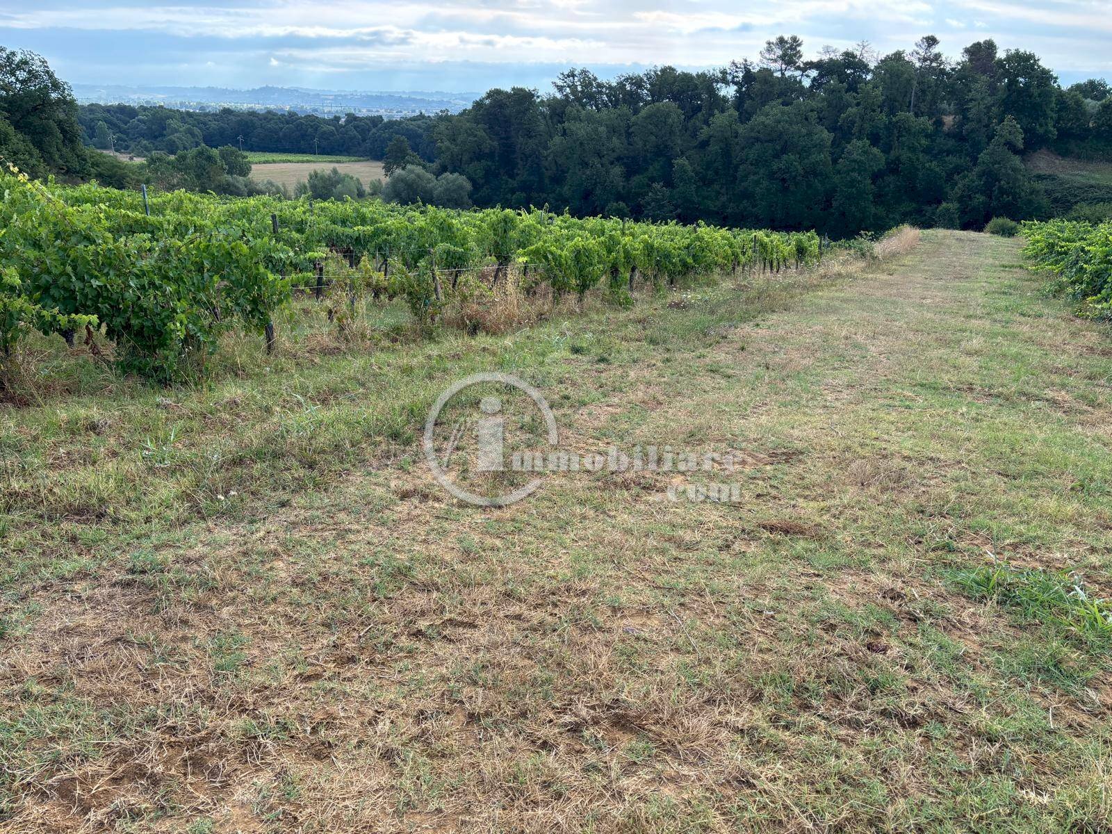 Foto 2 - Terreno agricolo Montepulciano - foto 2