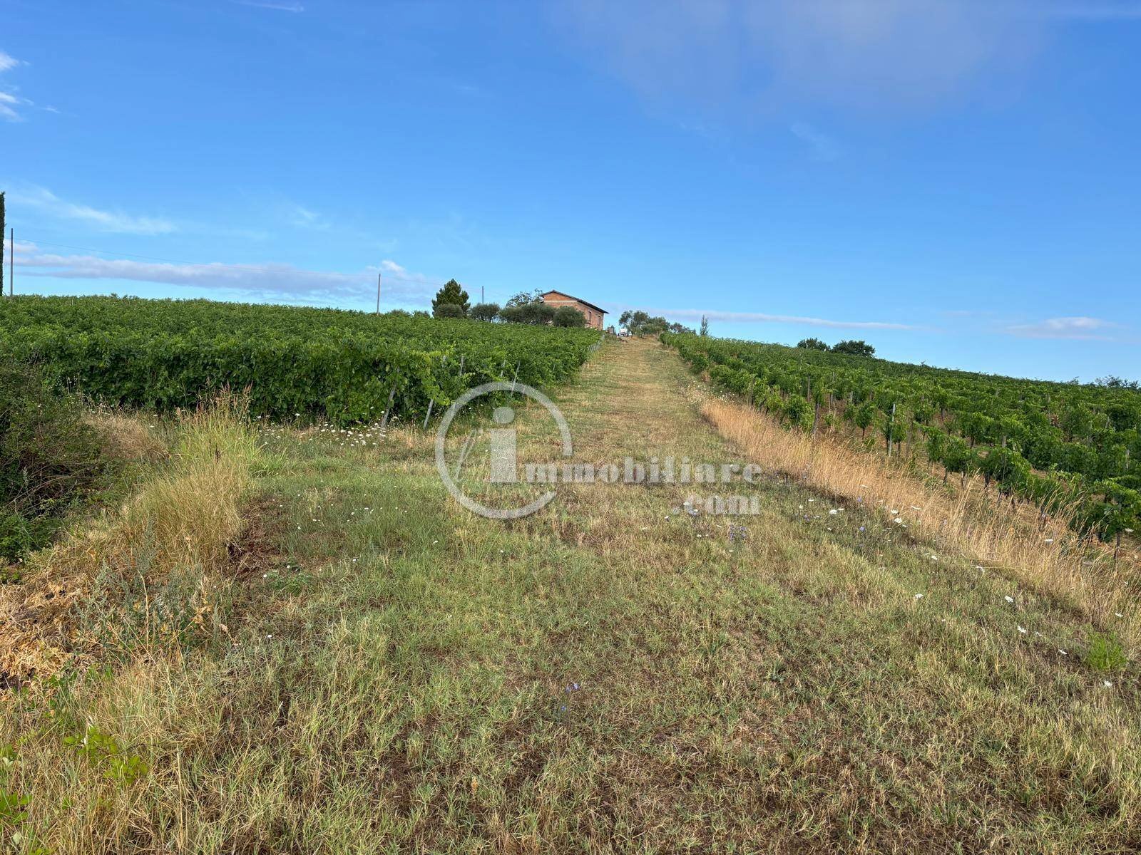 Foto 3 - Terreno agricolo Montepulciano - foto 3
