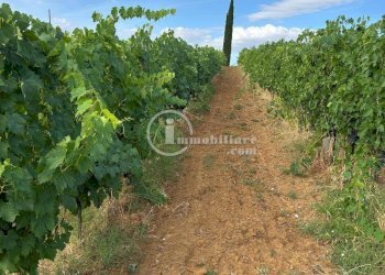Foto 1 - Terreno agricolo Montepulciano - foto 1