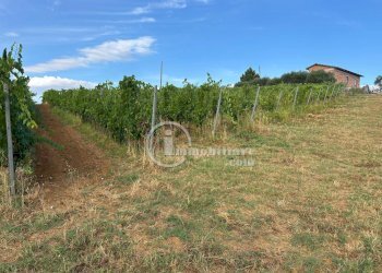 Foto 15 - Terreno agricolo Montepulciano - foto 15