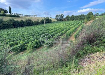 Foto 18 - Terreno agricolo Montepulciano - foto 18