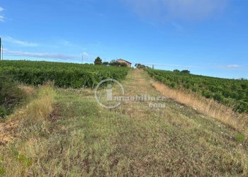 Foto 9 - Terreno agricolo s.s 326 ovest
 
snc, Montepulciano - foto 9