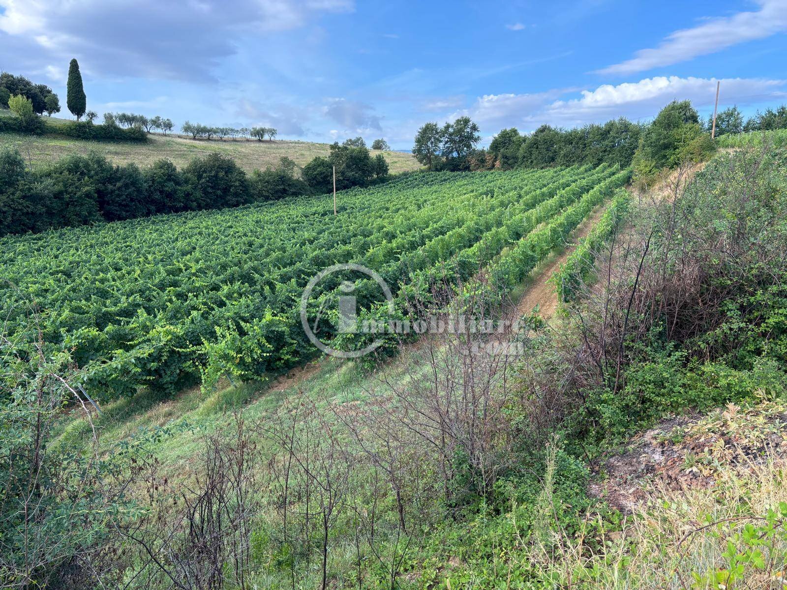 Foto 1 - Terreno agricolo s.s. 326 ovest
 
snc, Montepulciano - foto 1