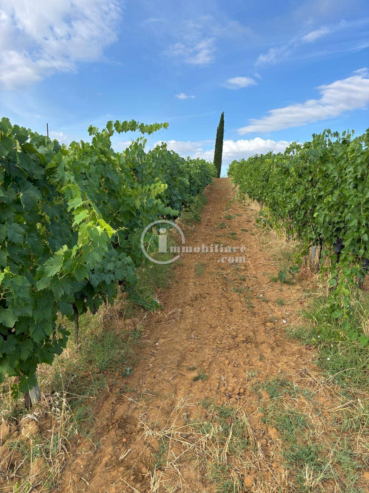 Foto 2 - Terreno agricolo s.s. 326 ovest
 
snc, Montepulciano - foto 2