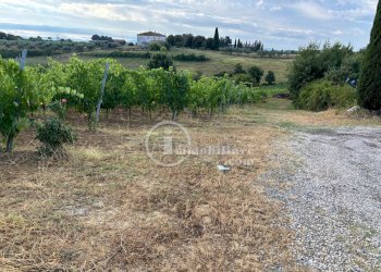 Foto 19 - Terreno agricolo s.s. 326 ovest
 
snc, Montepulciano - foto 19