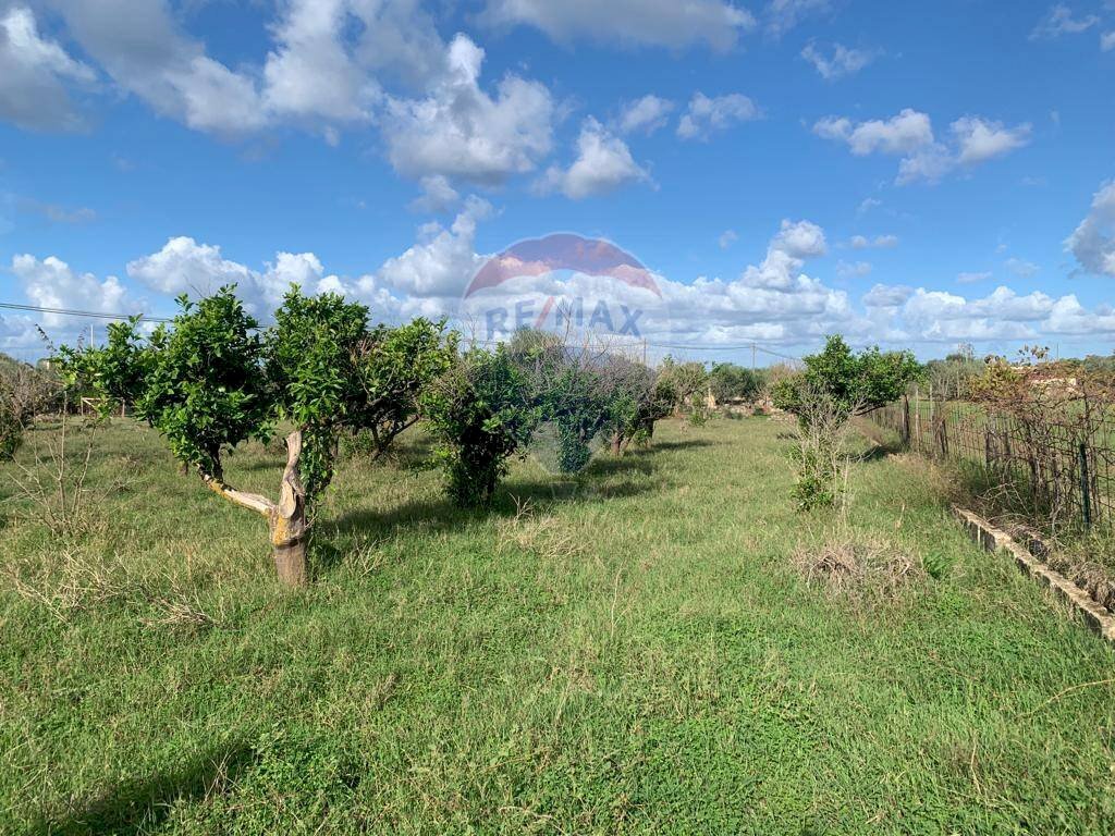 Giardino - Terreno agricolo SS113, Terrasini - foto 1