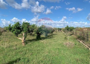 Giardino - Terreno agricolo SS113, Terrasini - foto 1