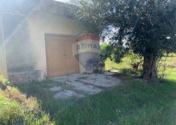 Giardino - Terreno agricolo SS113, Terrasini - foto 3