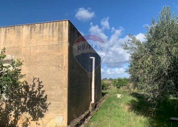 Giardino - Terreno agricolo SS113, Terrasini - foto 7