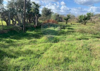 Giardino - Terreno agricolo SS113, Terrasini - foto 9