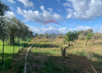 Giardino - Terreno agricolo SS113, Terrasini - foto 14