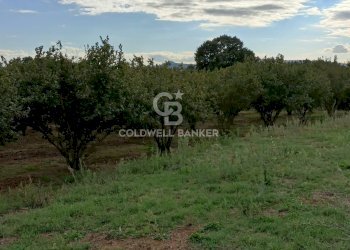 Foto 15 - Casa indipendente strada degli orti, Nepi - foto 15