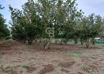 Foto 20 - Casa indipendente strada degli orti, Nepi - foto 20