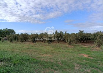 Foto 25 - Casa indipendente strada degli orti, Nepi - foto 25