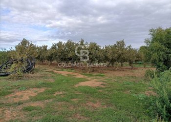 Foto 36 - Casa indipendente strada degli orti, Nepi - foto 36