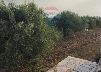 Giardino - Villa contrada san cataldo, Caltagirone - foto 25