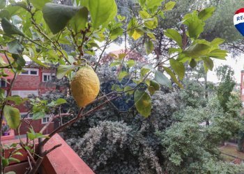 Giardino - Appartamento VIA PIENZA
 
243, Roma - foto 43