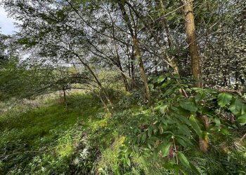 Terreno - Terreno edificabile via Fratelli di Dio, Busto Arsizio - foto 15