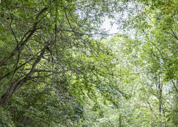Baita Roccaforte Mondovì - photo 2