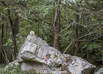 Baita Roccaforte Mondovì - photo 5
