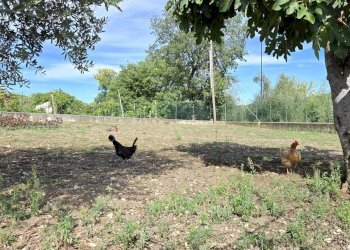 Foto 11 - Casa indipendente C/da Petrara, San Mango sul Calore - foto 11