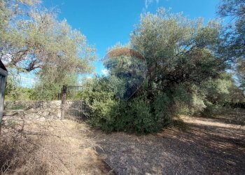 Giardino - Terreno agricolo Via Reno
snc, Priolo Gargallo - foto 5