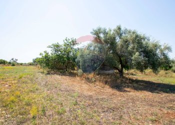 Giardino - Terreno agricolo Via per Canicattini
 
38, Canicattini Bagni - foto 20