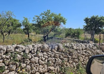 Giardino - Agricultural land CONTRADA CASE CUGNI
 
SNC, Noto - photo 5