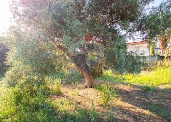 Giardino - Villa VIA DIOMEDE, Siracusa - foto 25