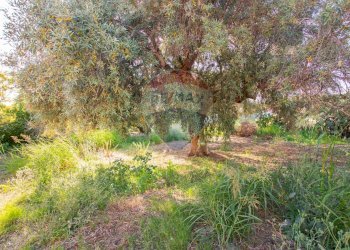 Giardino - Villa VIA DIOMEDE, Siracusa - foto 26