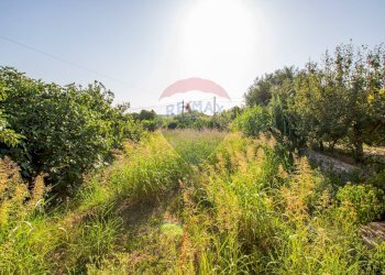 Giardino - Villa VIA DIOMEDE, Siracusa - foto 30