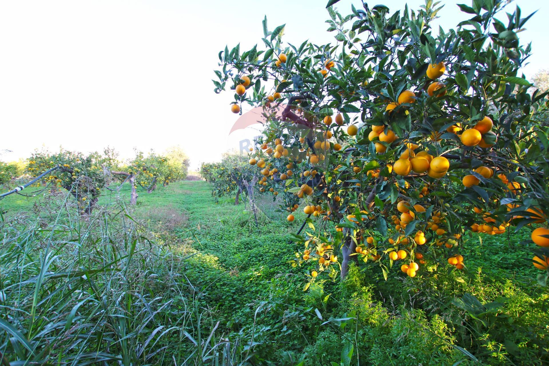 Giardino - Agricultural land CONTRADA LUOGO MONACO, Augusta - photo 3