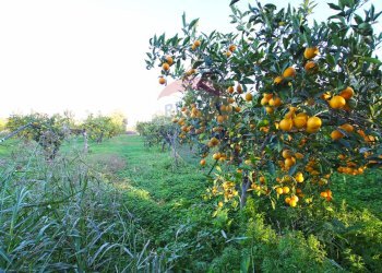 Giardino - Terreno agricolo CONTRADA LUOGO MONACO, Augusta - foto 3
