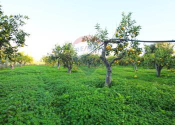 Giardino - Terreno agricolo CONTRADA LUOGO MONACO, Augusta - foto 5